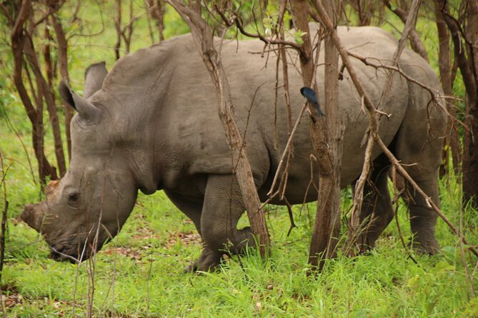 Private Kruger Park Safari and Panorama Route - Booking and Cancellation