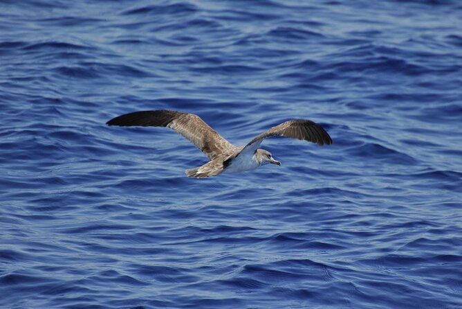 Private Marine Life Spotting - Dolphin Watching Ecomarine Malta - Policies and Conditions