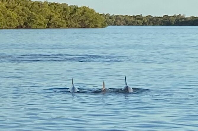 Private ONLY Dolphin Boat Tours - Accessibility and Safety Guidelines