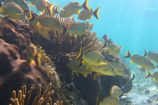 Private (Only You) Reef Snorkeling in Puerto Morelos 2x40 Minutes - Experience Highlights