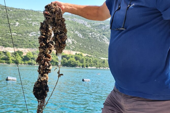 Private Oyster and Wine Tasting Day Trip Along Peljesac - Private Tour Highlights and Inclusions