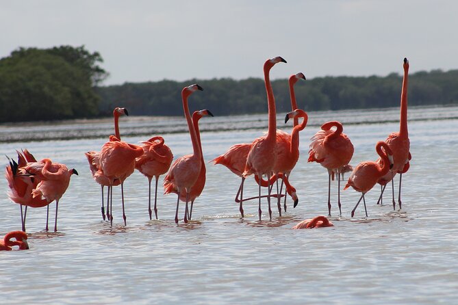 Private Rio Lagartos Flamingo and Pink Lakes - Accessibility