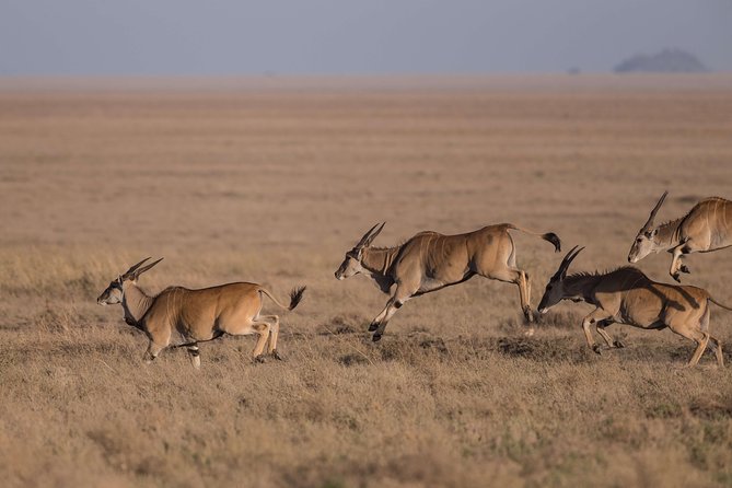Private Safari for Couples | 5 Day - Pickup Information