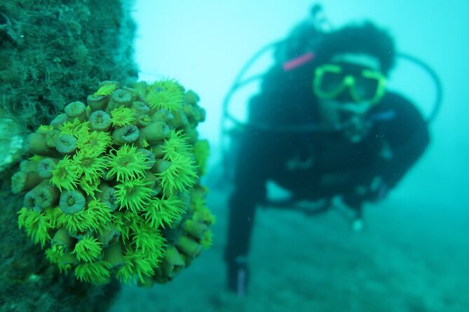 Private Scuba Diving Expert-Led Excursion Training With Tour - Participant Requirements