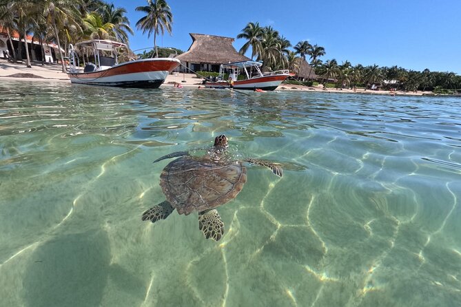 Private Snorkeling With Sea Turtles in Akumal Beach - Wildlife and Photography