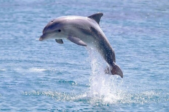 Private Speed Boat Snorkeling With Dolphins Trip - Hurghada - Customer Feedback and Reviews