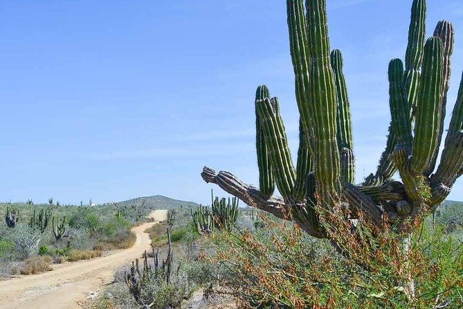 Private Todos Santos Jeep - Customer Reviews and Feedback