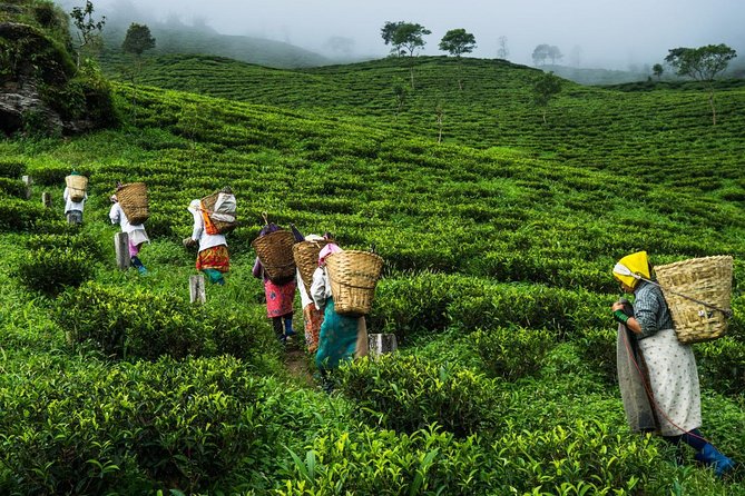 Private Tour: 5 Days - Bangladesh Nature & Culture Tour - North-Eastern Part - Transportation Options
