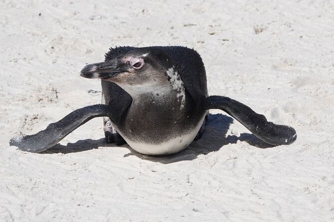 Private Tour Cape of Good Hope With Penguins - Pricing Information