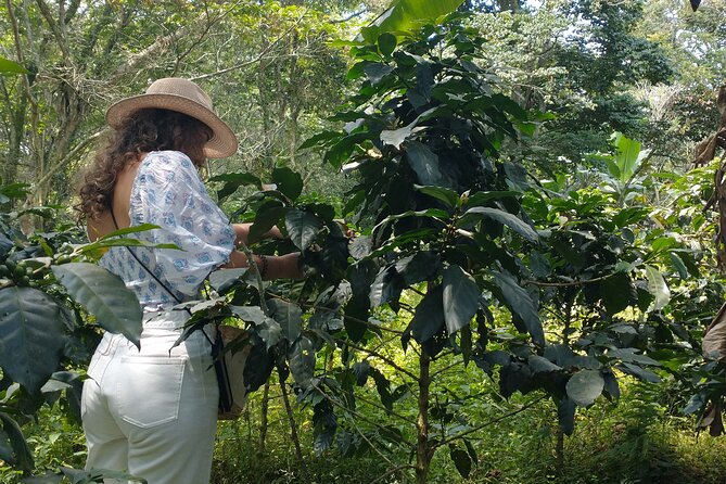 Private Tour Coffee Plantation Coloma Transportation + Lunch - Highlights of the Coffee Plantation