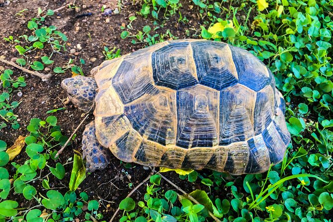 Private Tour Matura Turtle Watching in Trinidad and Tobago - Frequently Asked Questions