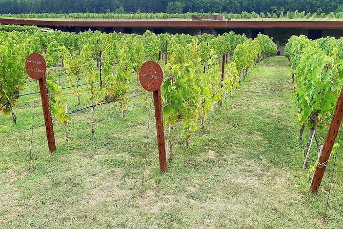 PRIVATE TOUR Sweet Hills of Chianti and San Gimignano With Lunch & 2 Tastings - Reviews