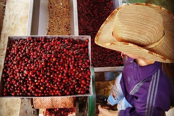 Private Tour: the Urban Coffee Culture in Medellin - Coffee Farm & Workshop - Specialty Coffee Shop Experiences
