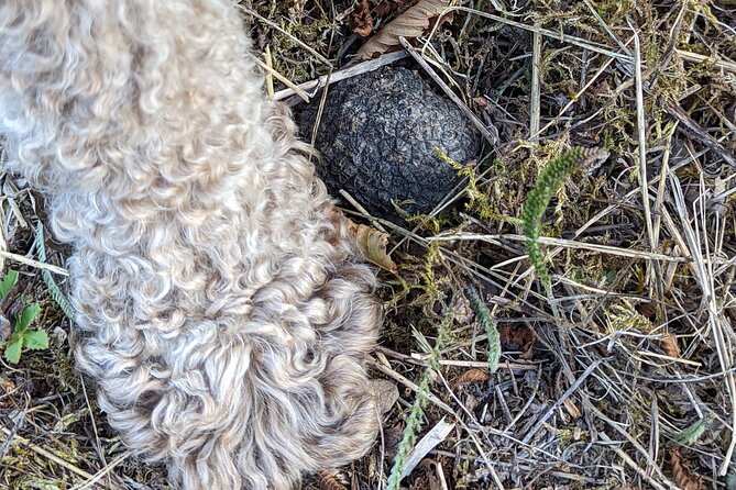 Private Truffle Hunting With Tasting : Become a Truffle Hunter Foa a Day! - Customer Service and Support