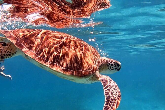 Private Turtle Spotting Snorkeling Excursion in Aruba - Highly Recommended by Travelers
