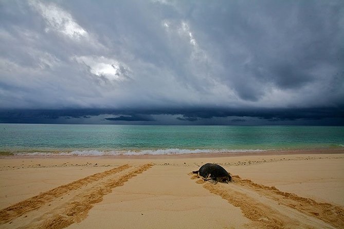 Private Turtle Watching Experience - Logistics