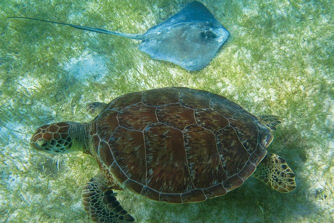 Private Turtles Express - Additional Information