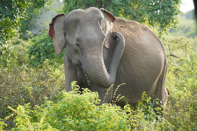 Private Udawalawe Safari Tour With Pickup From Bentota/Ahungalla - Pricing Details