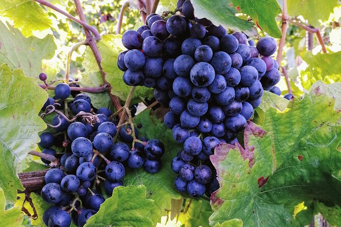 Private Vienna Woods Wine Tour - Booking and Cancellation