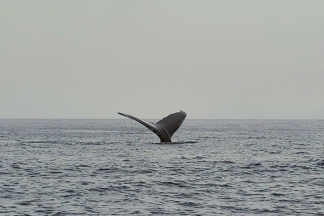 Private Whale Watching Adventure - Meeting Point Details