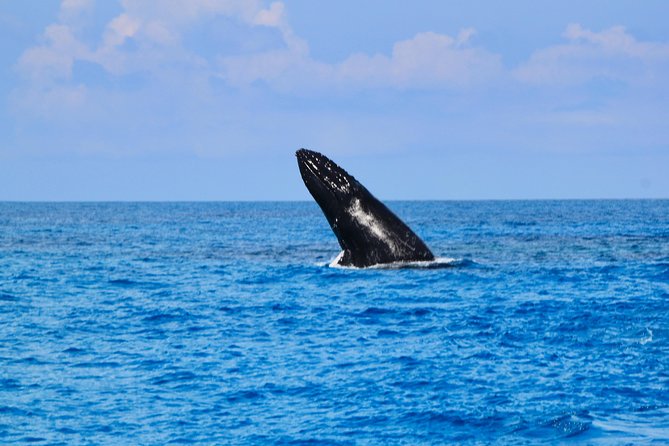 Private Whale Watching Charter (Grand Turk) - Health and Accessibility Considerations