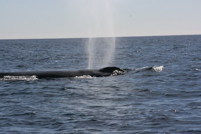 Private Whale Watching in San José Del Cabo - Customer Reviews and Feedback