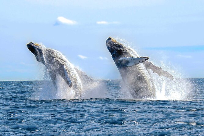 Private Whale Watching Tour in Samaná Bay From Samaná With Lunch - Booking Details