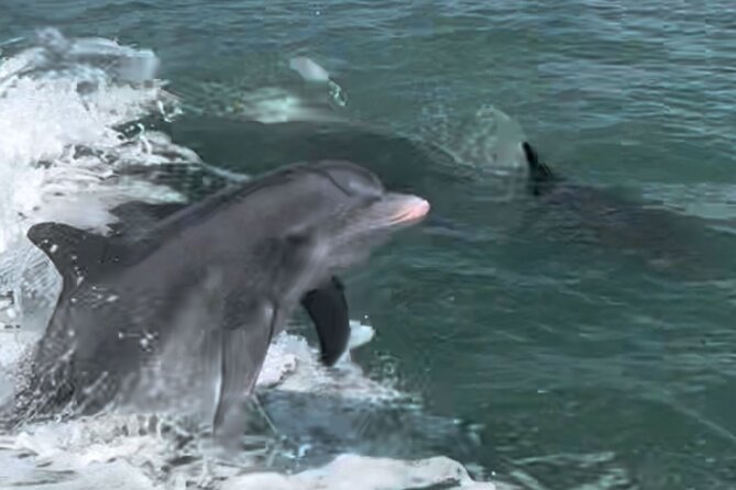 Private Wild Dolphin Boat Tour - Booking Information