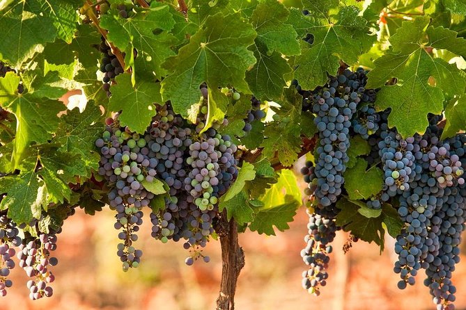 Private Wine Tour of Northern Israel - Guest Testimonials and Recommendations