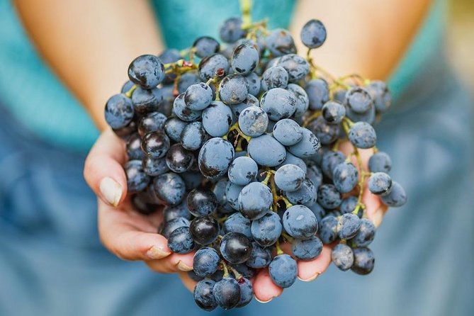 Private Wine Tour of the Vineyards on the French Riviera - Viator Help Centre Assistance