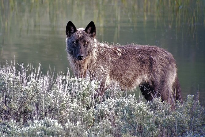 PRIVATE Wolf & Wildlife Watching in Yellowstones Lamar Valley - What to Expect on the Tour