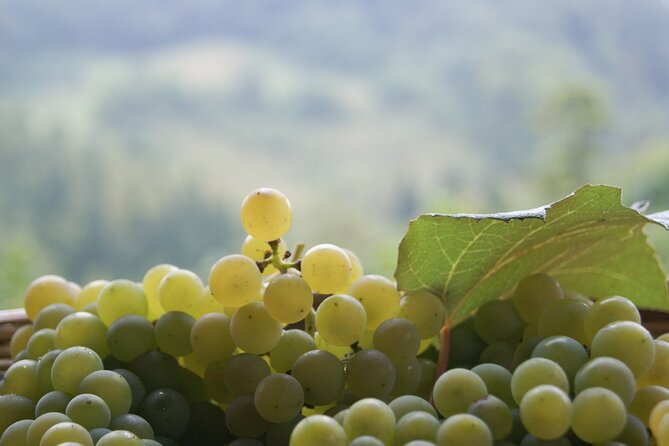 Prosecco'S Roots & the Karst Region From Trieste - The Karst Region Experience