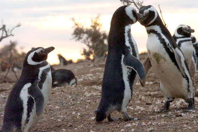 Puerto Madryn: Punta Tombo Full-Day Tour - Customer Feedback