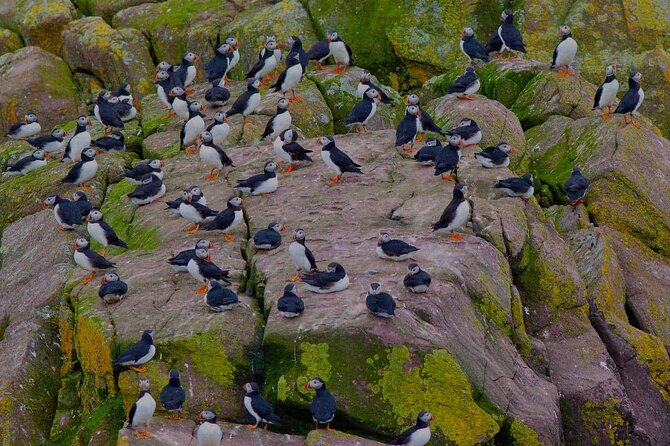 Puffin & Whale Boat Tour - Participant Guidelines