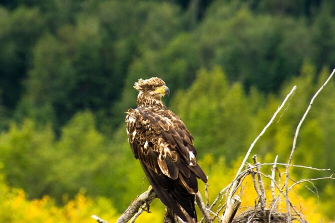 Rafting to Chilkat Bald Eagle Preserve From Haines - Native Wildlife Sightings