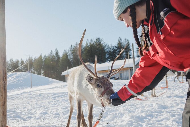 Reindeer Farm Visit With Sledge Ride - Participant Requirements