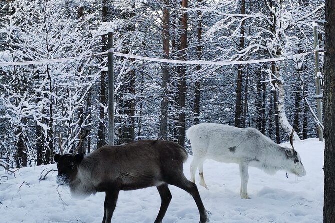 REINDEER FEEDING - Join Us for a Unique Moment With Our REINDEER - Cancellation and Refund Policy