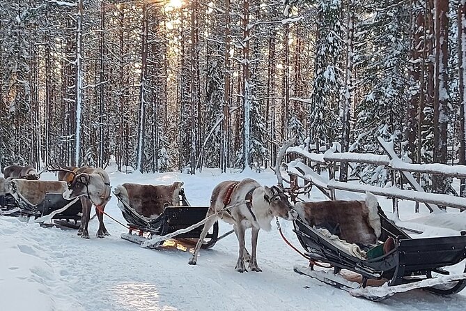 Reindeer Sleigh Ride Forest Safari - Since You Asked