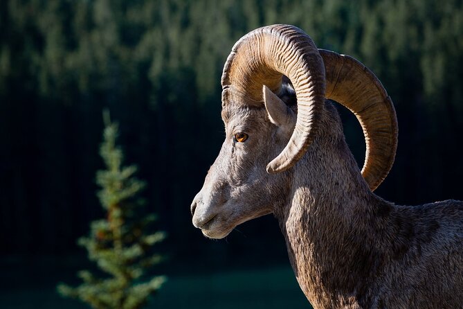 Relive Colorados Gold Rush Experience - Private Guides - Pricing Details and Payment Options