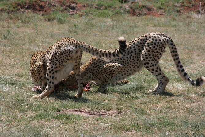 Rhino and Lion Park Guided Tour From Johannesburg - Convenient Pickup and Drop-off