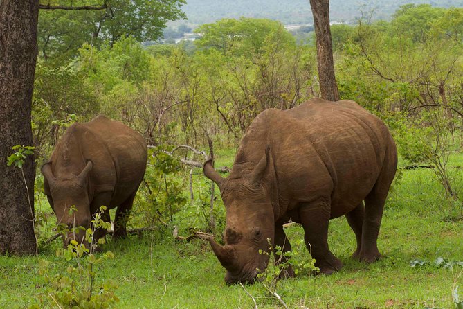 Rhino Game Drive - Booking and Cancellation