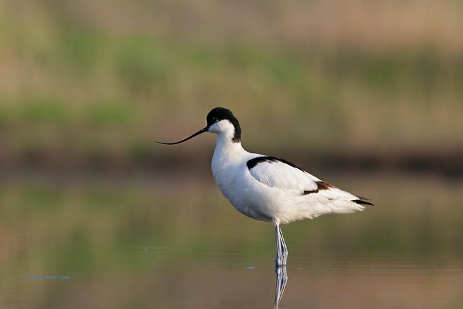 Ria Formosa Natural Reserve Park Day Trip From Albufeira - Pickup Information and Locations