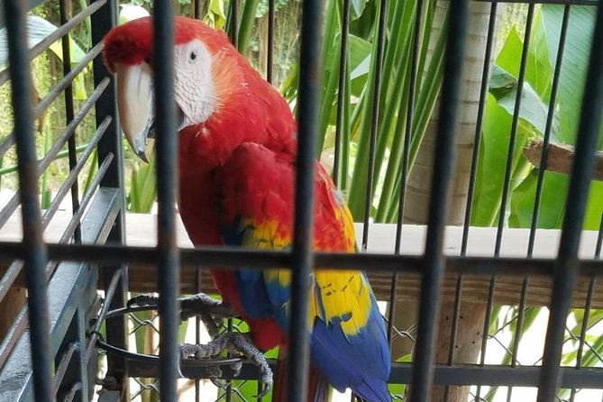 Rockland Bird Sanctuary Private Tour - Bird Species at Rocklands
