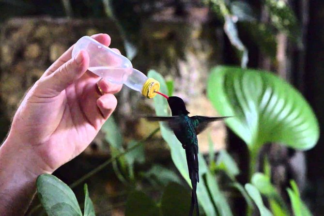 Rocklands Bird Sanctuary and Montego Bay Highlights Tour From Falmouth - Montego Bay Highlights