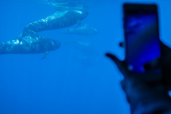 Royal Delfin 3H Dolphin & Whale Watching! Swimming & Lunch! - Accessibility and Participant Information
