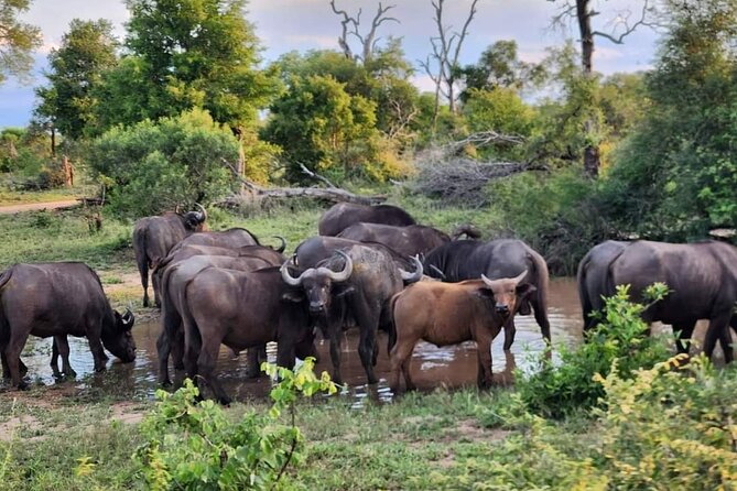 Sabi Sand Sunset Safari - Accessibility Features