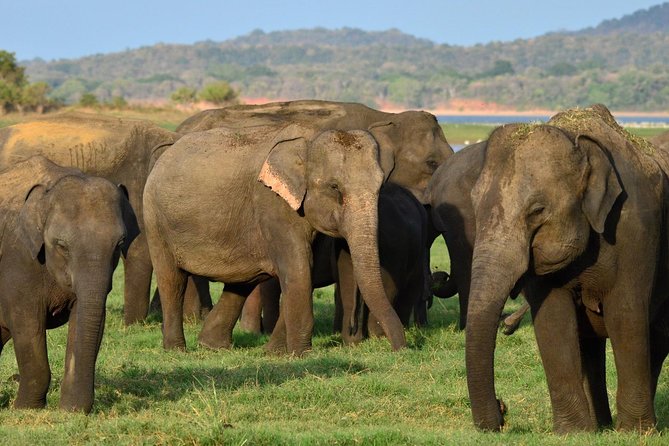 Safari at Udawalawe National Park - Wildlife to Expect