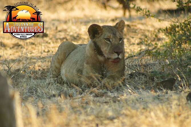 Safari Game Drive in the Savannah With Hotel Pickup 3 Times Daily - Cancellation Policy and Pricing