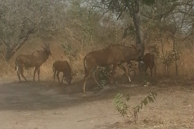 Safari Game Park - Accessibility and Participation