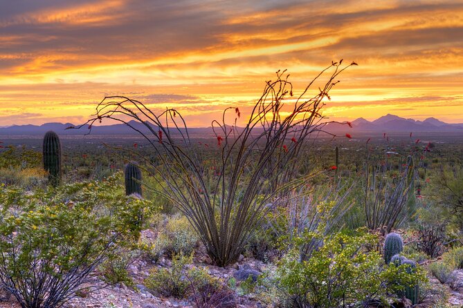 Saguaro National Park Self-Guided Driving Audio Tour - Download and Preparation Guidelines